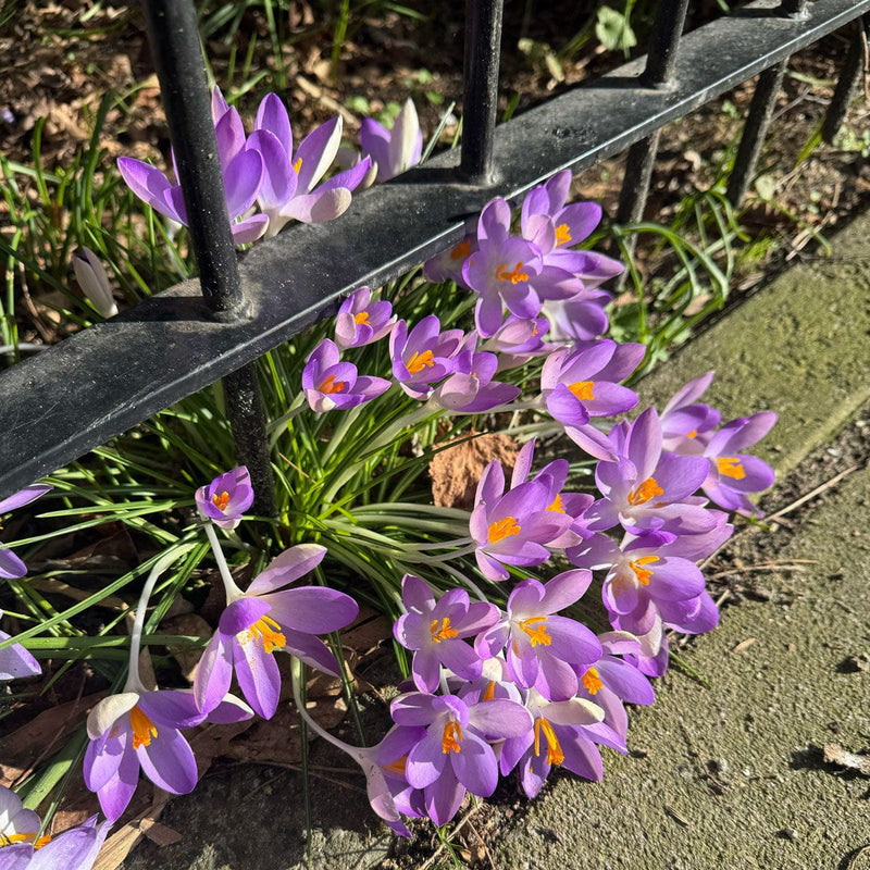 voorjaarsbloeier bloembol krokus barr's purple