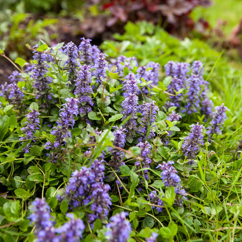 Kruipend zenegroen in een tuin