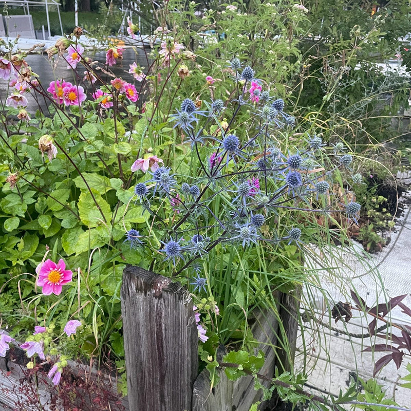 Kruisdistel in plantenbak zomer