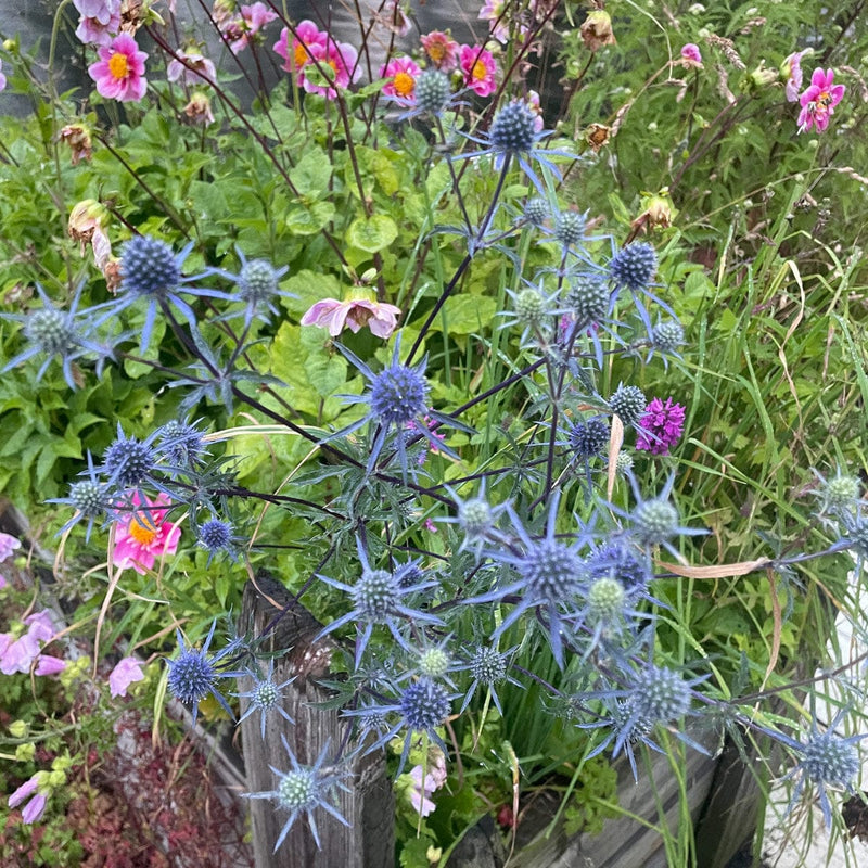 Kruisdistel plantenbak in combinatie met dahlia