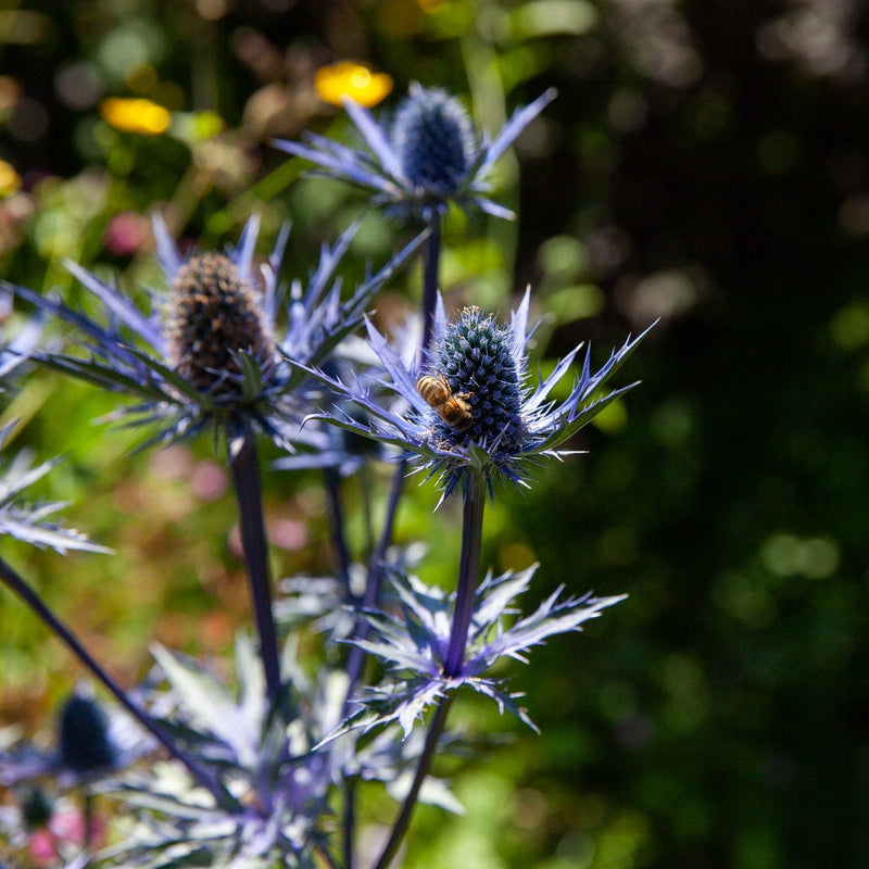 Kruisdistel close-up met bij