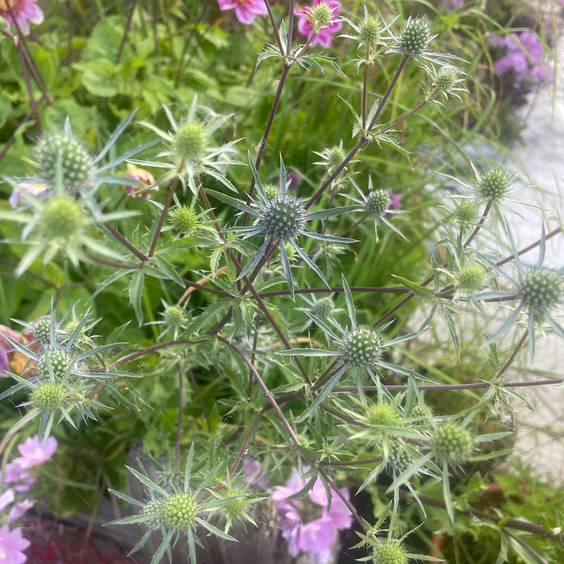 Kruisdistel voorjaar