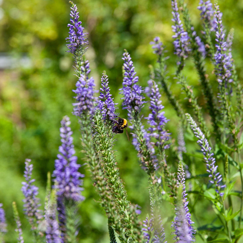 Lange ereprijs biologisch, ook wel Veronica longifiolia, bloeiend met paarse aren, met hommel erop.