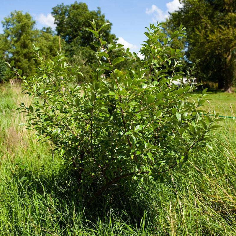 Langstelige olijfwilg in de tuin