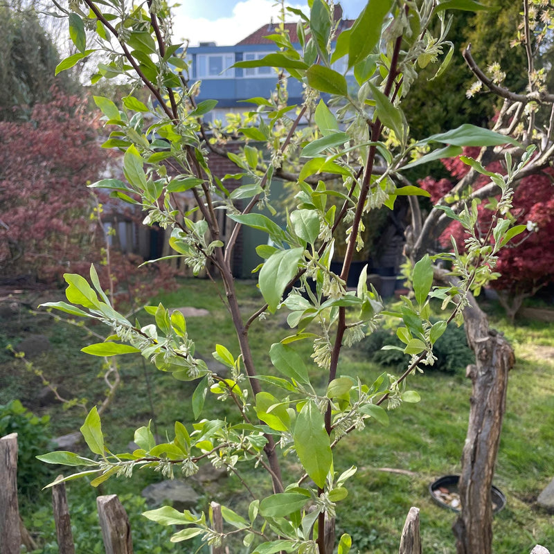 Langstelige olijfwilg in bloei in de tuin