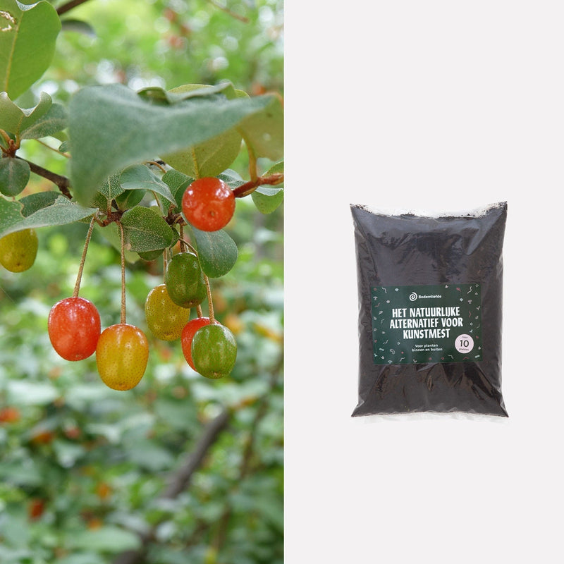 Langstelige Olijfwilg