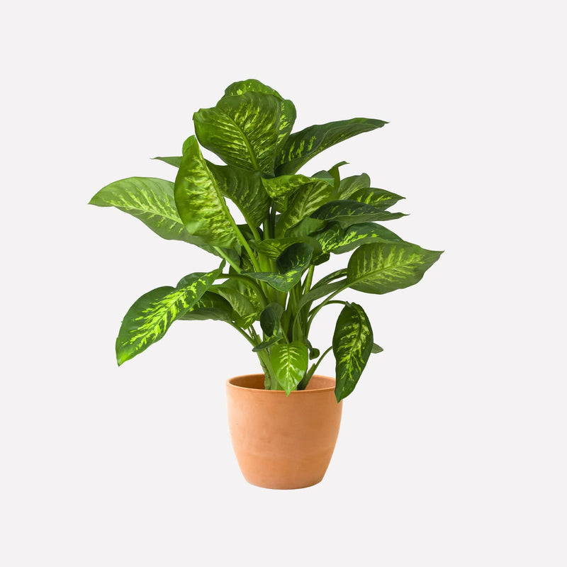 Las Plamas 28 Terracotta pot met Dieffenbachia Reeva plant