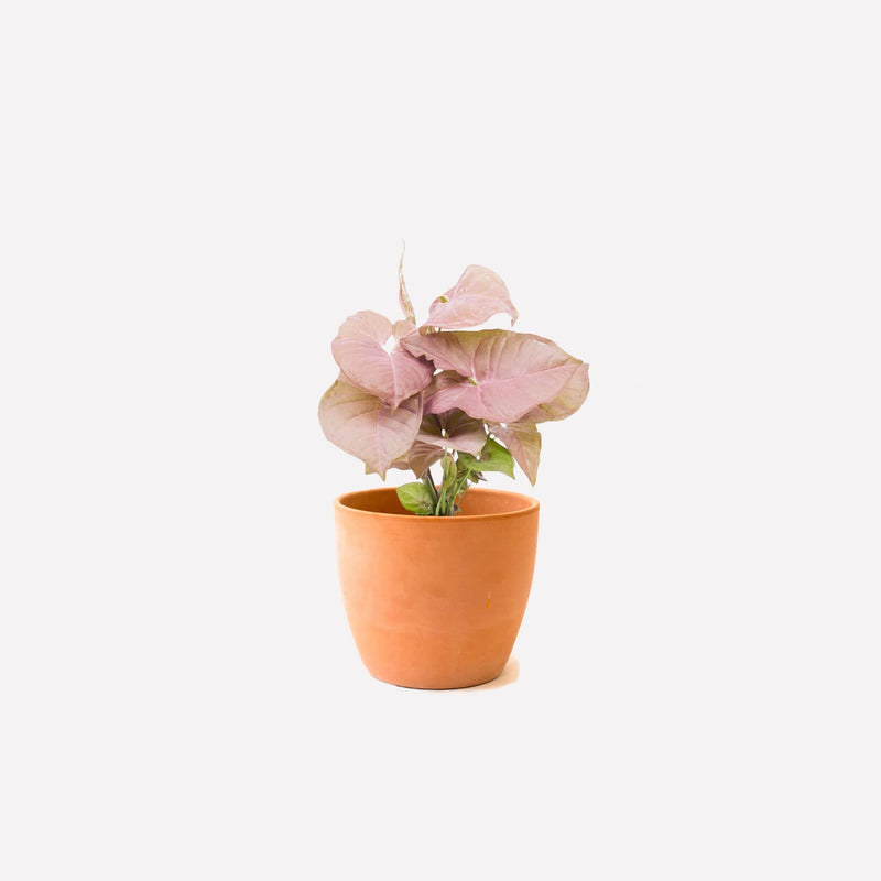 Las Palmas 8 terracotta pot met Aronskelk mini plant
