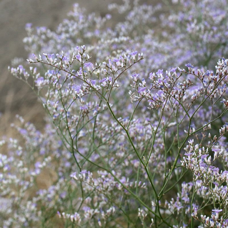 Biologische limonium met veel paarse bloemen