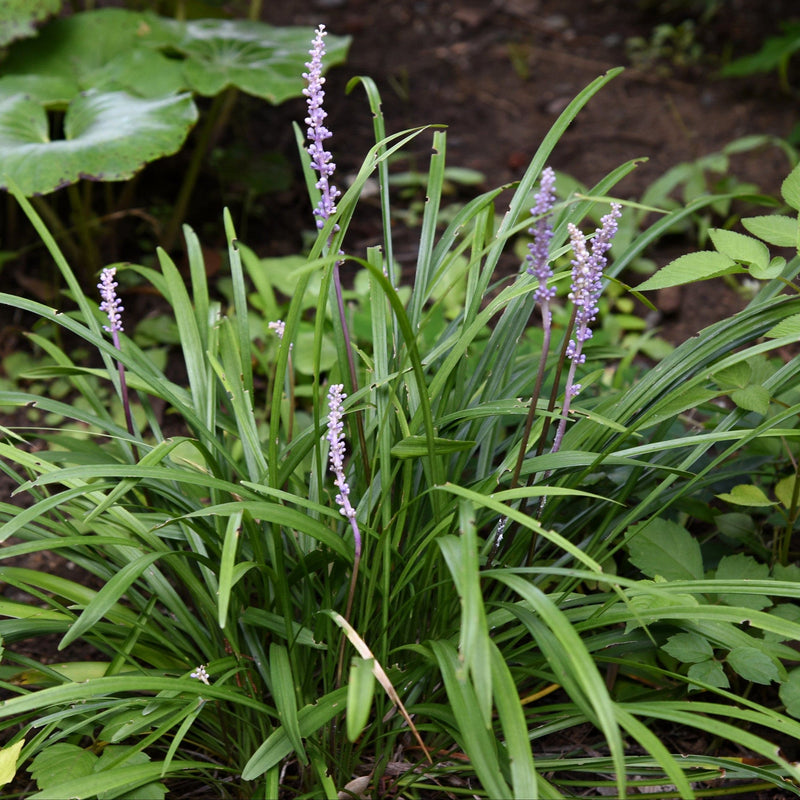 Liriope muscari ingwersen in een tuin.