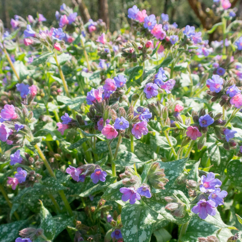 Vroege Bloeiers Vrolijke Lente