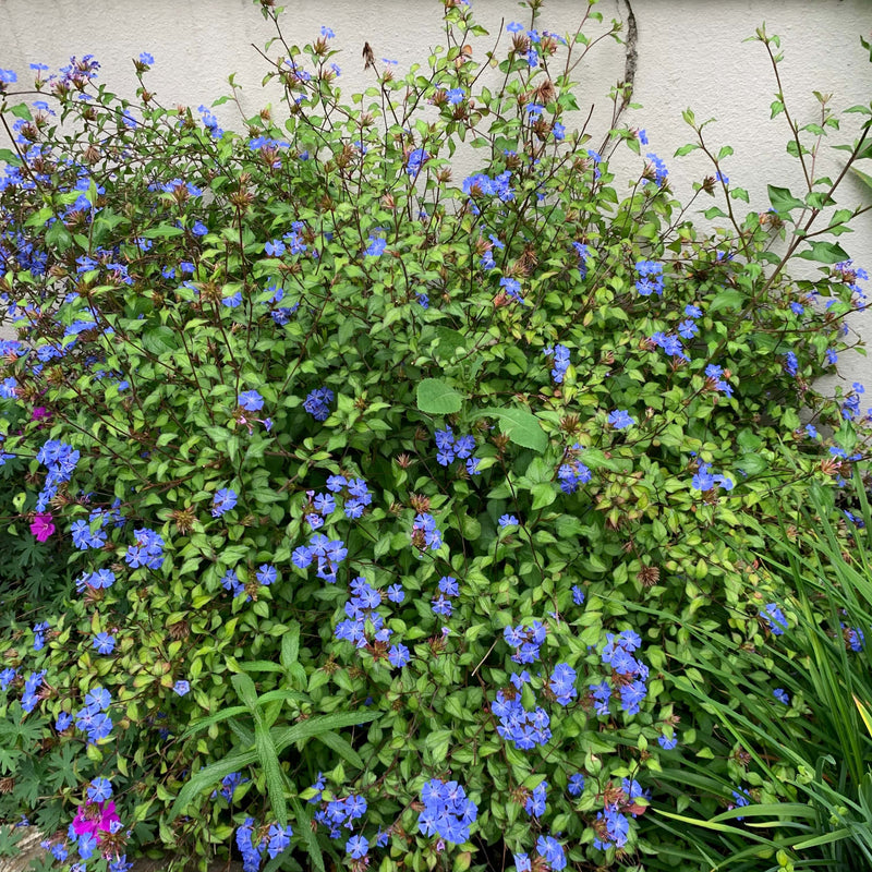 Loodkruid met blauwe bloemen in volle bloei.
