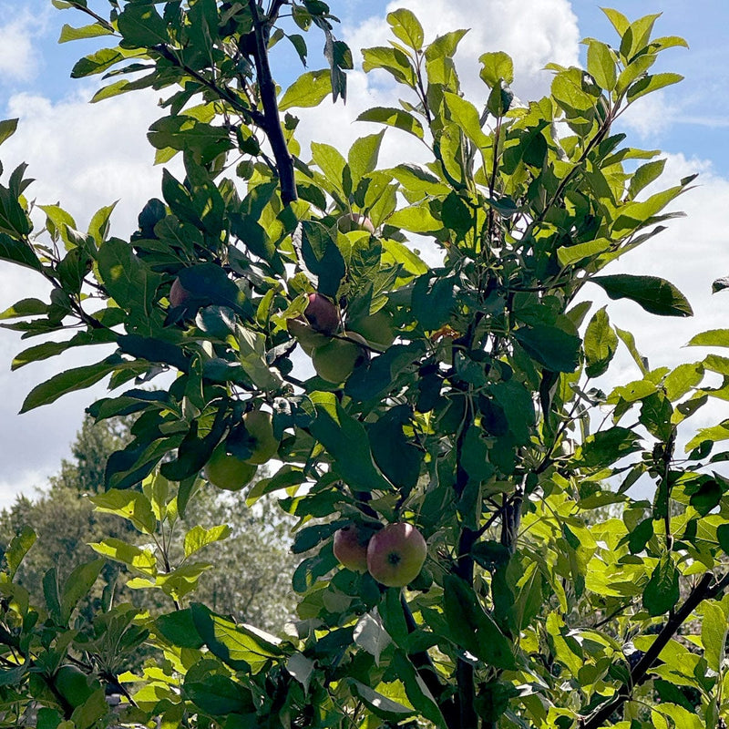 Malus Domestica met appels