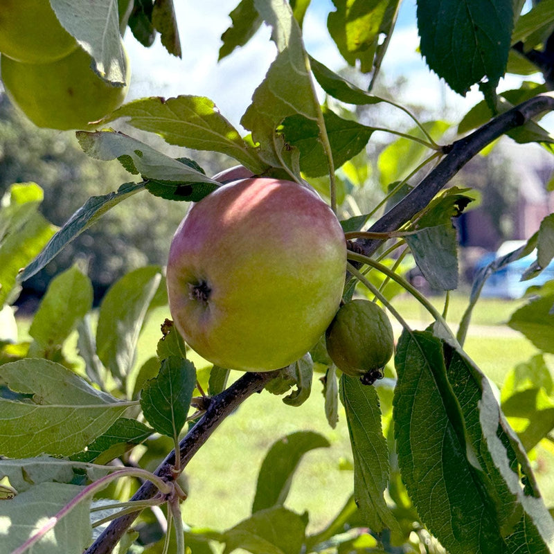 Malus domestica close up appel