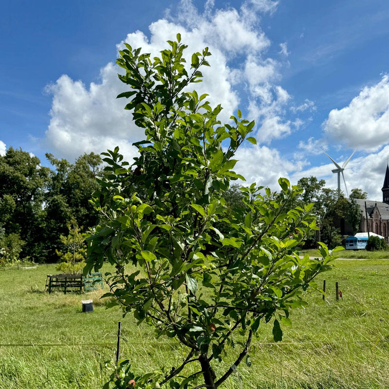 Malus domestica kruin