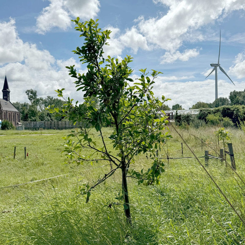 Malus domestica in een tuin