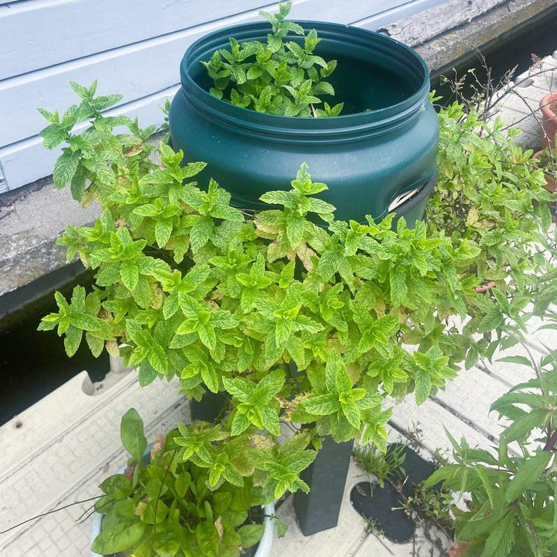 marokkaanse munt in pot