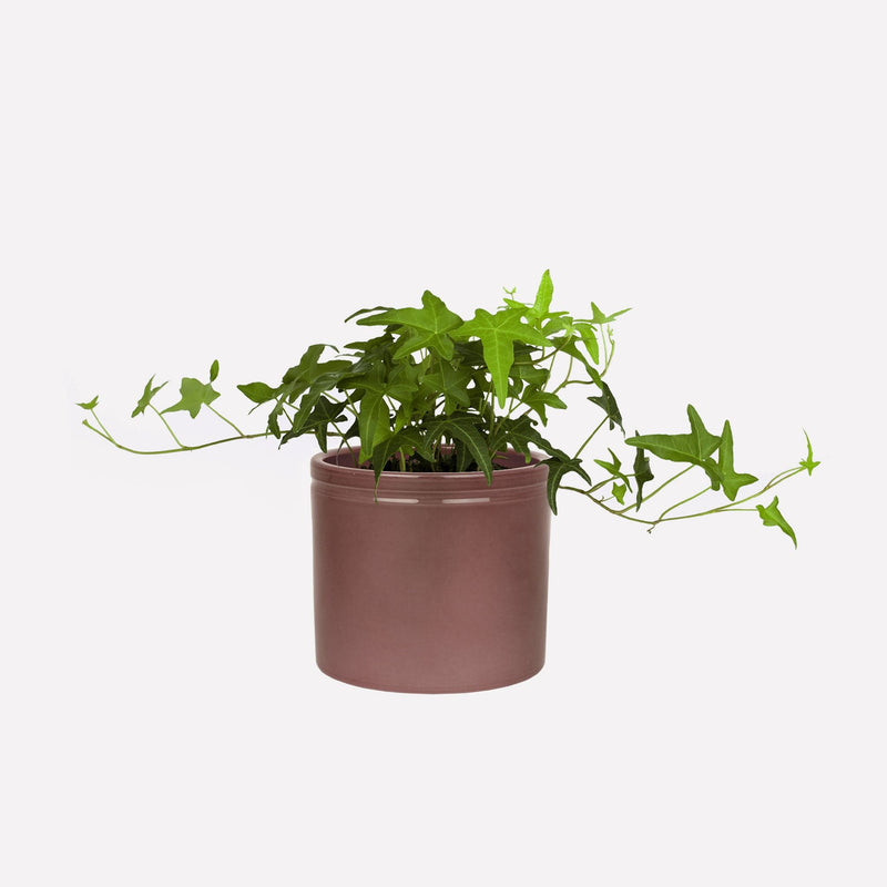 Merlot glanzend 14 Keramieken pot met klimop bio plant