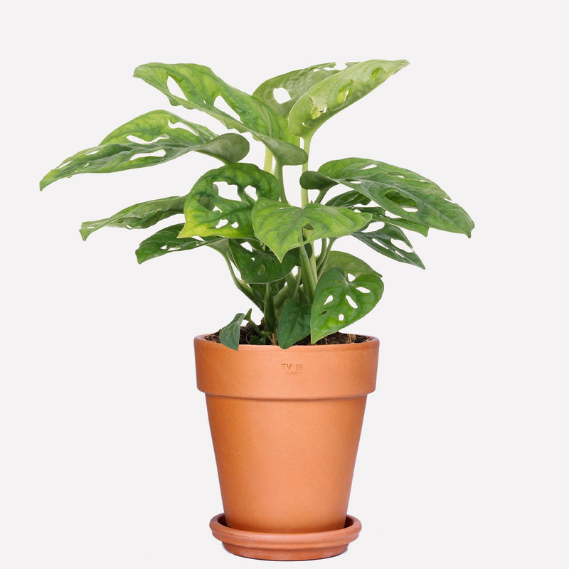 Monkey Monstera