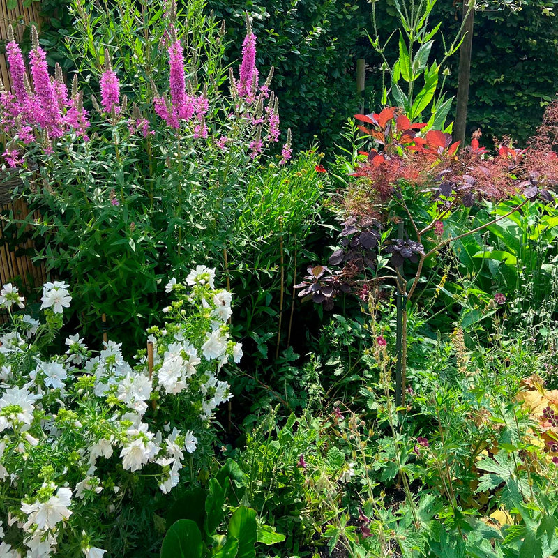 Muskuskaasjeskruid wit in een tuin