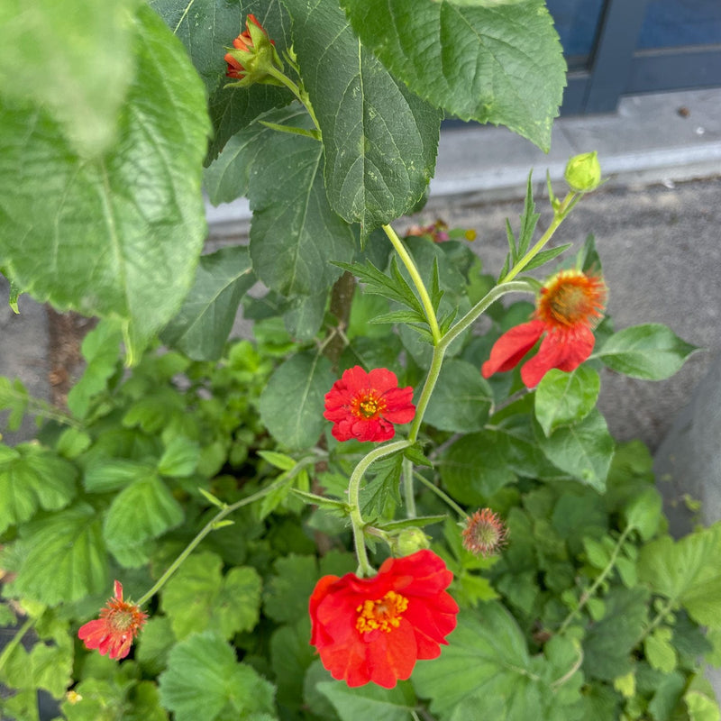 close upNagelkruid Mrs Bradshaw Geum chiloense Mrs Bradshaw in een plantenbak in geveltuin