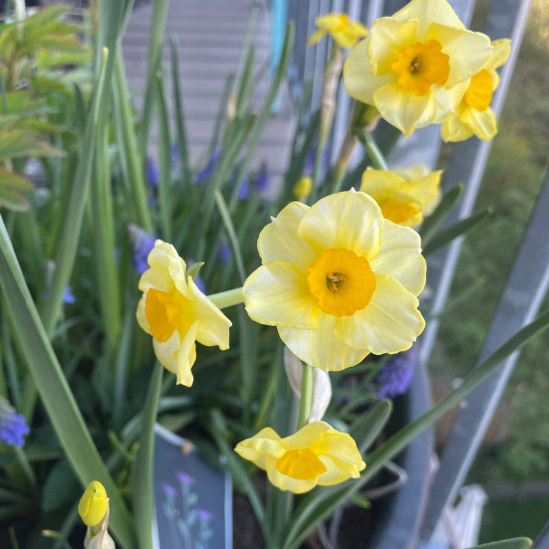 close up Narcissus sundisc voorjaars bloeier bollen in een plantenbak op een balkon