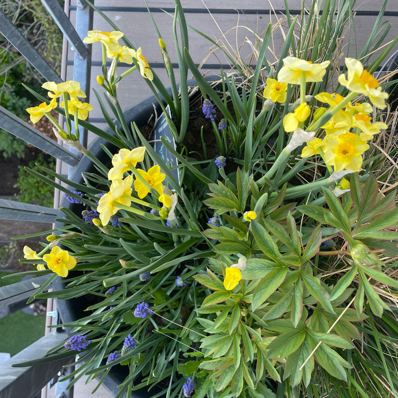 Narcissus sundisc voorjaars bloeier bollen in een plantenbak op een balkon