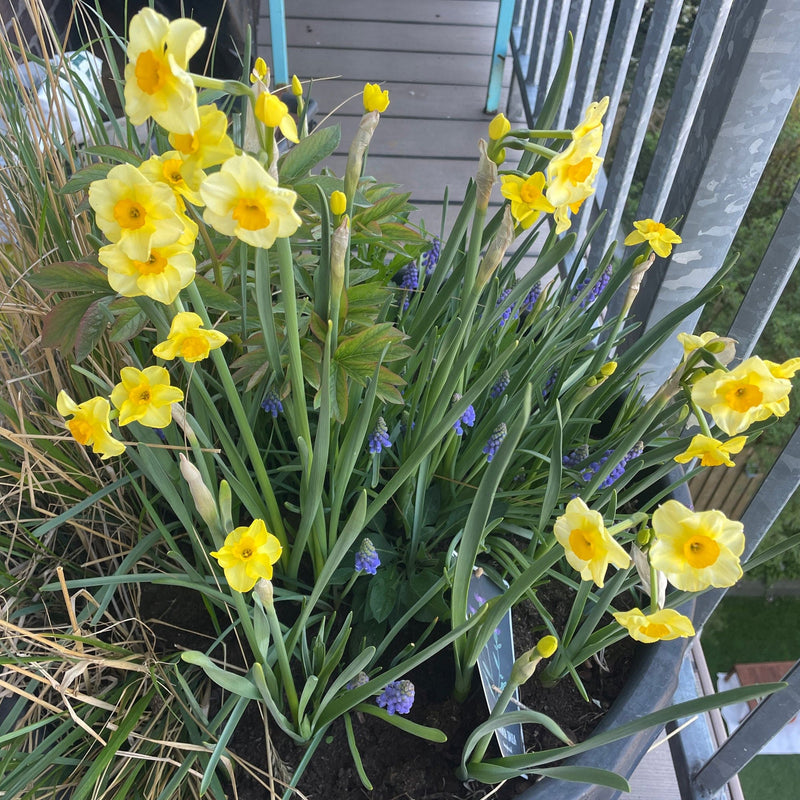 Narcissus sundisc voorjaars bloeier bollen in een plantenbak op een balkon