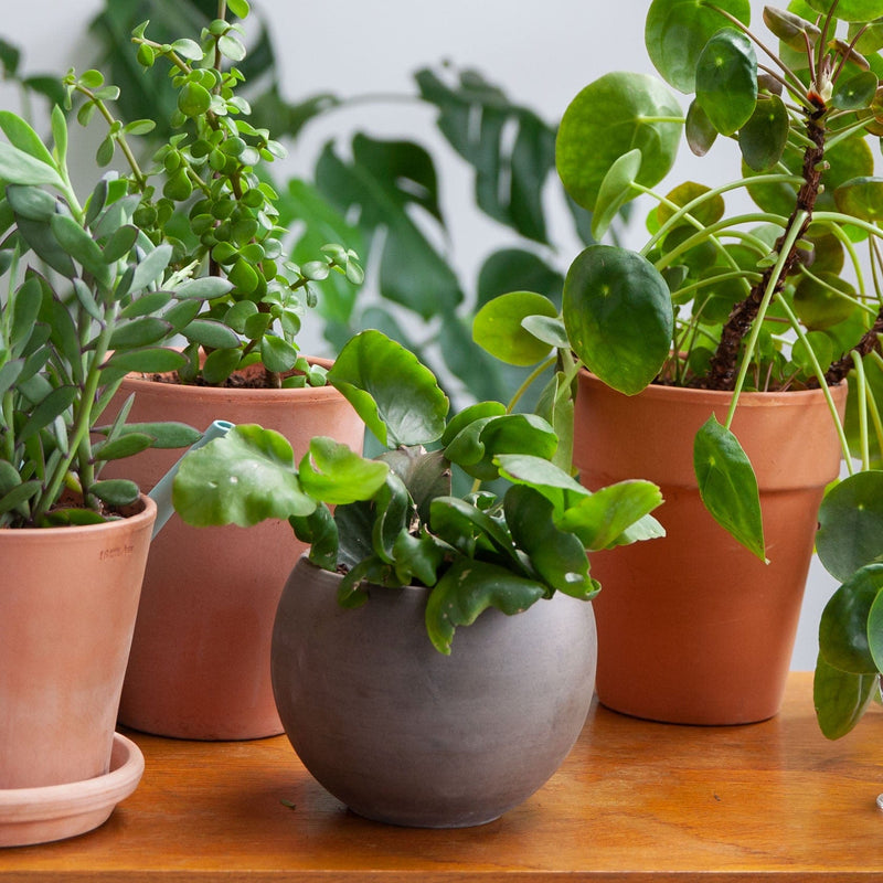 Oma's Rhipsalis in bolvormige pot op kast tussen diverse planten