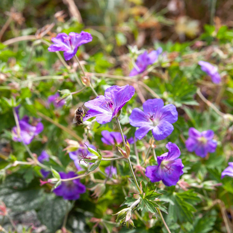 Close up van ooievaarsbek met bij, blauwpaarse bloemen met donkere dunne lijntjes die leiden naar de stampers, tussen groen blad