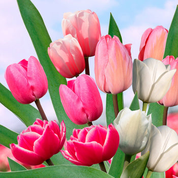Tulpenmanie Roze Tulpenmanie Roze
