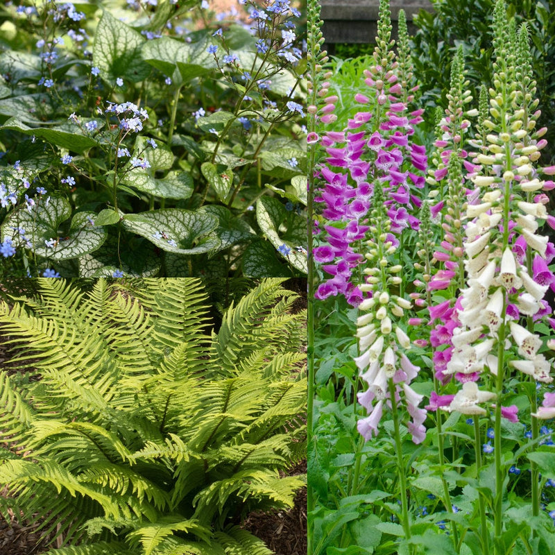 Combinatie van bloeiende en wintergroene biologische planten die goed in de schaduw of halfschaduw kunnen staan.