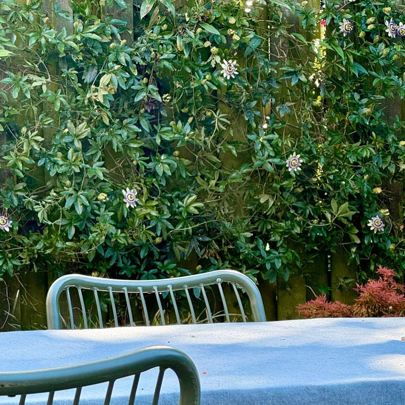 passiebloem tegen schutting