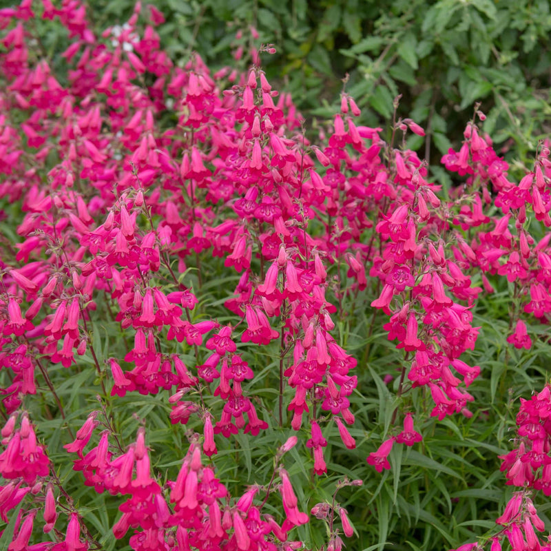 Biologische gekweekte penstemon met roze bloemen.
