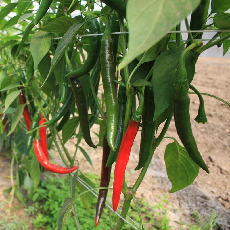 Biologische peper in groen en rood.