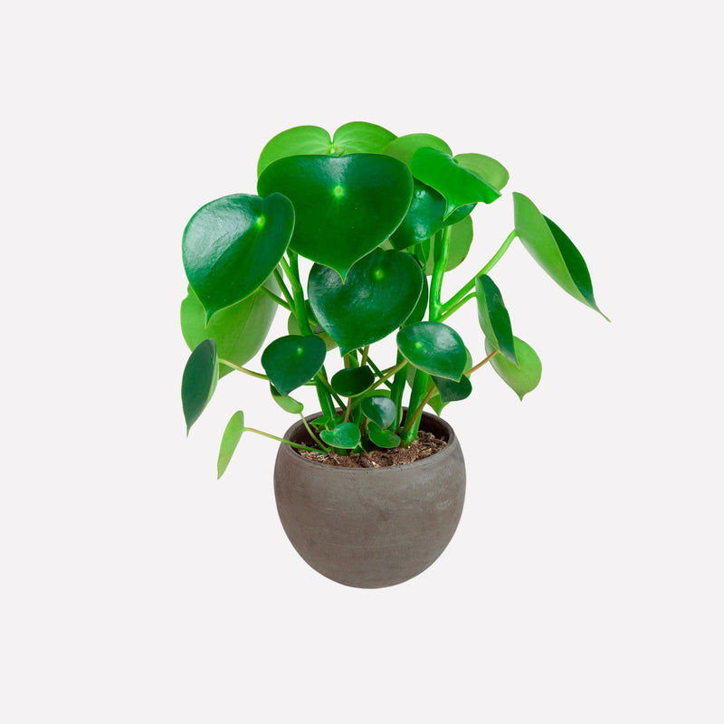 Peperomia Raindrop in ronde grijze terracotta pot