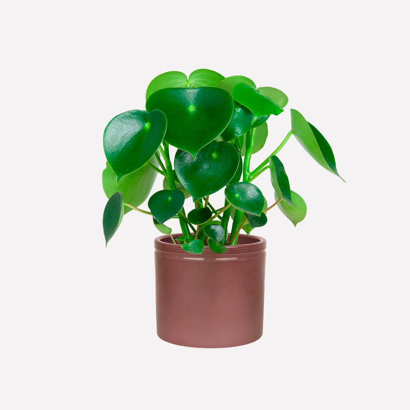 Peperomia Raindrop in wijnrode keramieken pot