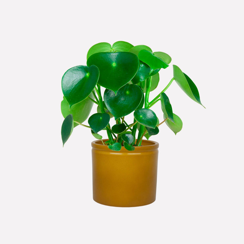 Peperomia Raindrop in mosterdgele keramieken pot