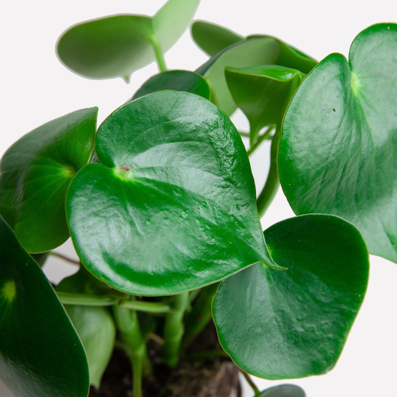 Biologisch gekweekte peperomia met  hartvormig blad