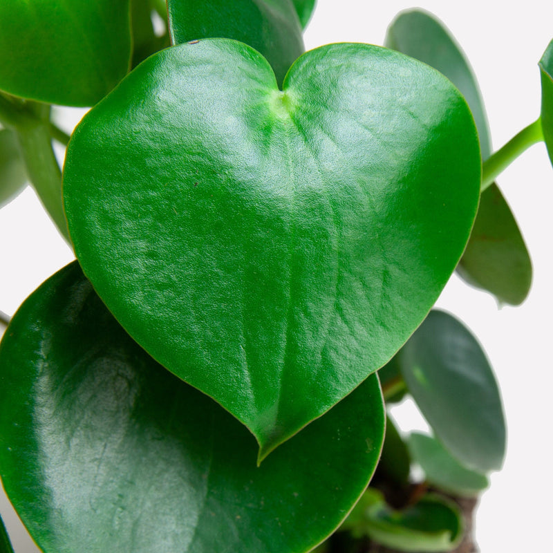 Duurzaam gekweekte peperomia