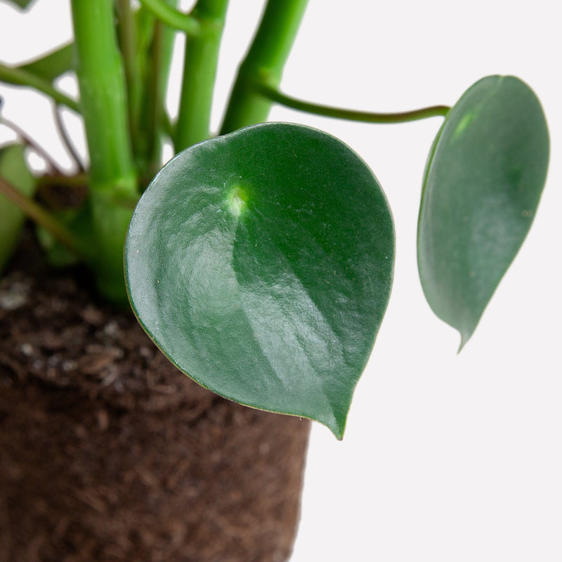 Peperomia raindrop met hartvormig blad.