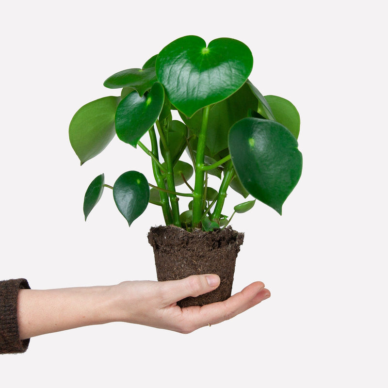 Duurzame pannekoekenplant met hartvormig blad