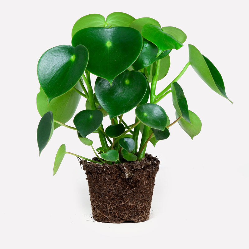 Peperomia-Raindrop-bio kamerplant zonder pot