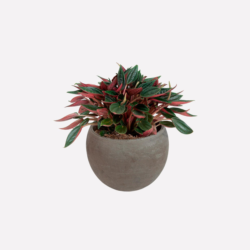 Peperomia Rosso in grijze ronde terracotta pot