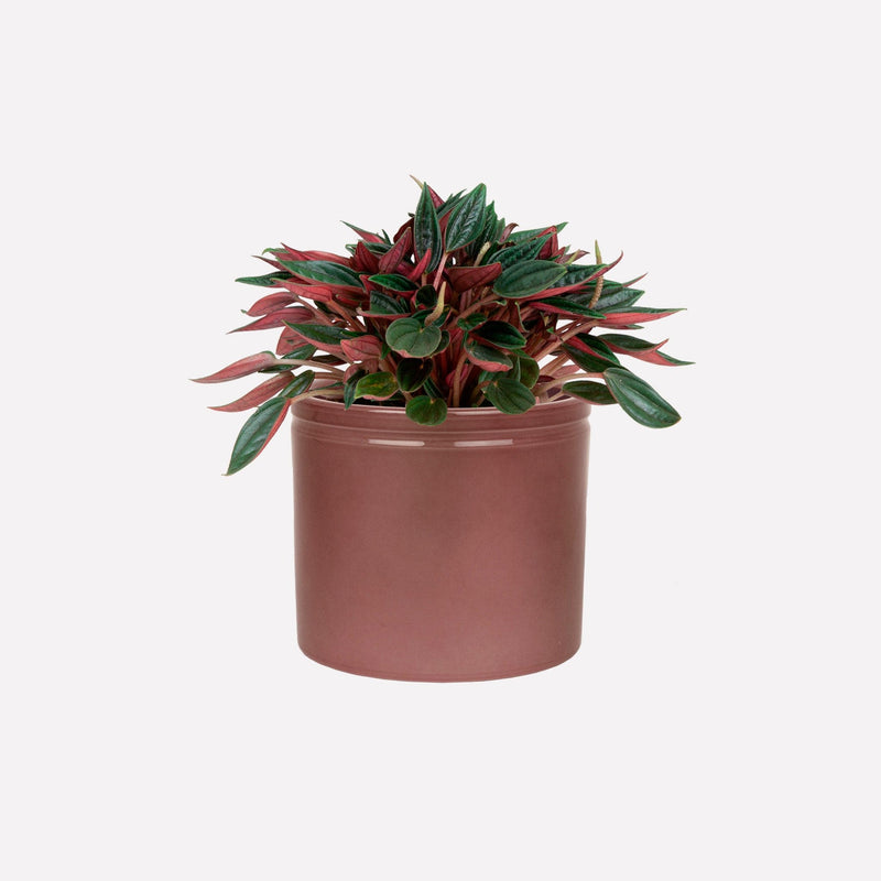 Peperomia Rosso in wijnrode keramieken pot