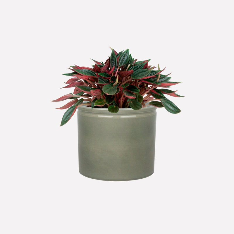 Peperomia Rosso in saliegroene keramieken pot