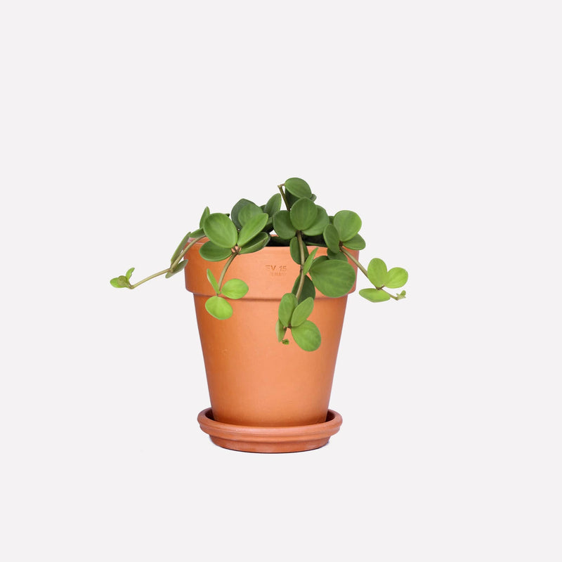 Peperomia Hope BIO