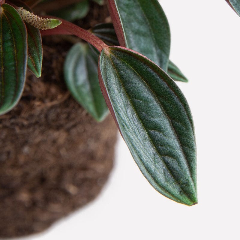 Peperomia rosso BIO