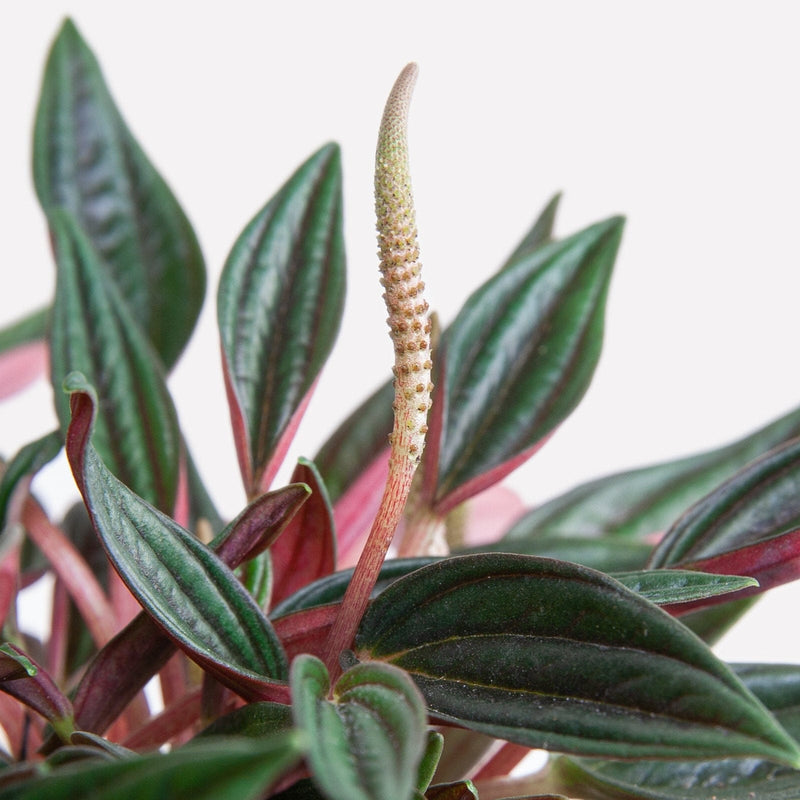 Peperomia rosso BIO