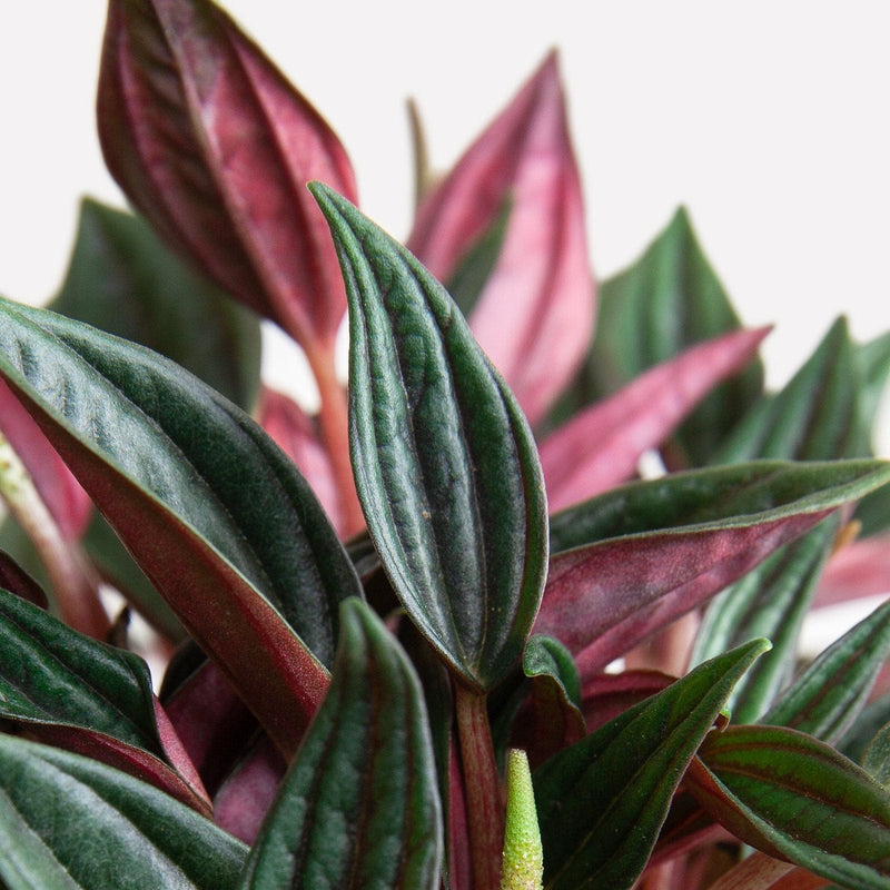 Peperomia rosso met rood blad aan de onderkant.